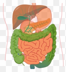 Digestive System Diagram No Labels - Digestive System Diagram Without Label Png,Digestive System Png