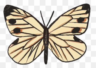 Insect Graphics To Download - Girly Png,Icon Viceroy