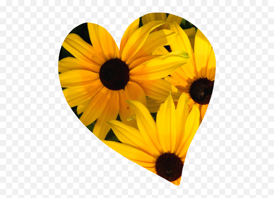 Heart Flowers 002 Free Stock Photo - Public Domain Pictures Fresh Png,Flower Icon Tumblr