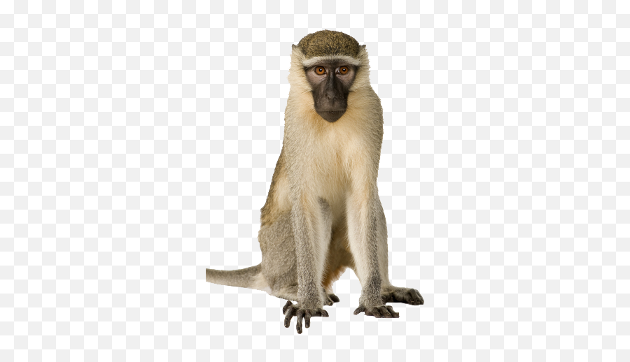 Download Monkey Transparent Macaque - Monkey Png Images Hd,Monkey Png