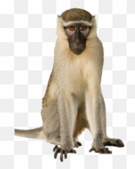Download Monkey Transparent Macaque - Monkey Png Images Hd,Monkey Png