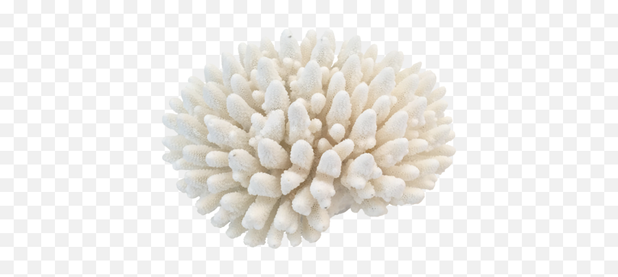 Coral Png Transparent Images Clipart - Coral Image Png White,Coral Png