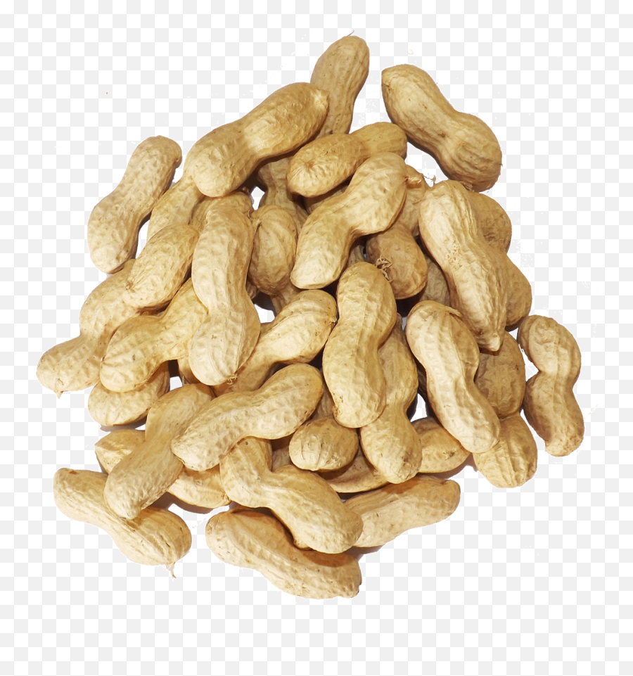 Peanut Clipart Bag - Peanut Image Download Png,Peanut Transparent