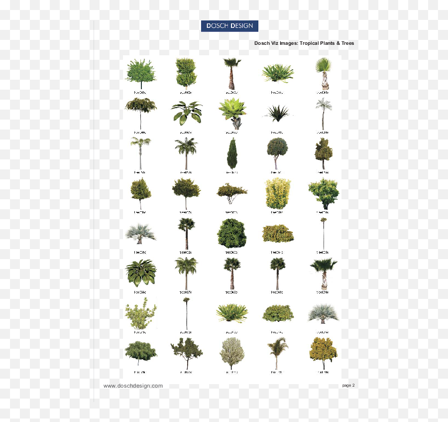 Dosch Design - Dosch 2d Vizimages Tropical Plants U0026 Trees Teasel Png,Bushes Transparent