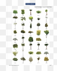 Dosch Design - Dosch 2d Vizimages Tropical Plants U0026 Trees Teasel Png,Bushes Transparent