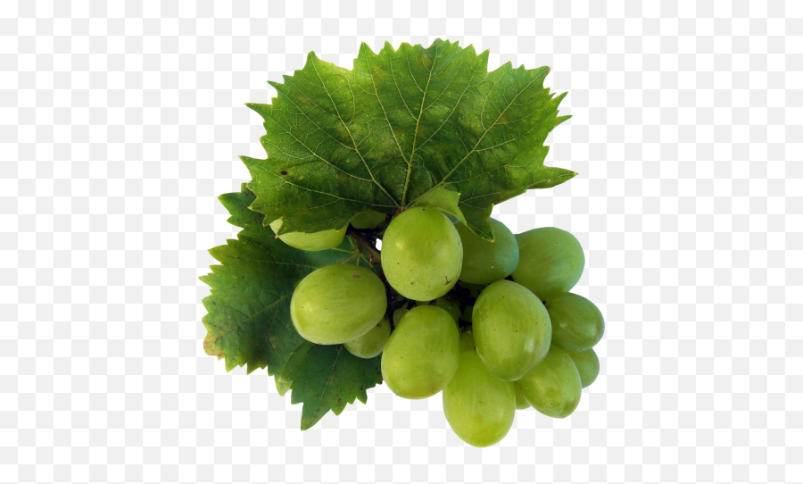Green Grapes Png Image - Pngpix Grape,Grapes Png
