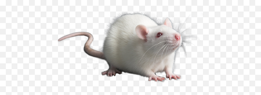 Rat Module - Rat Png,Rats Png