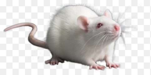 Rat Module - Rat Png,Rats Png
