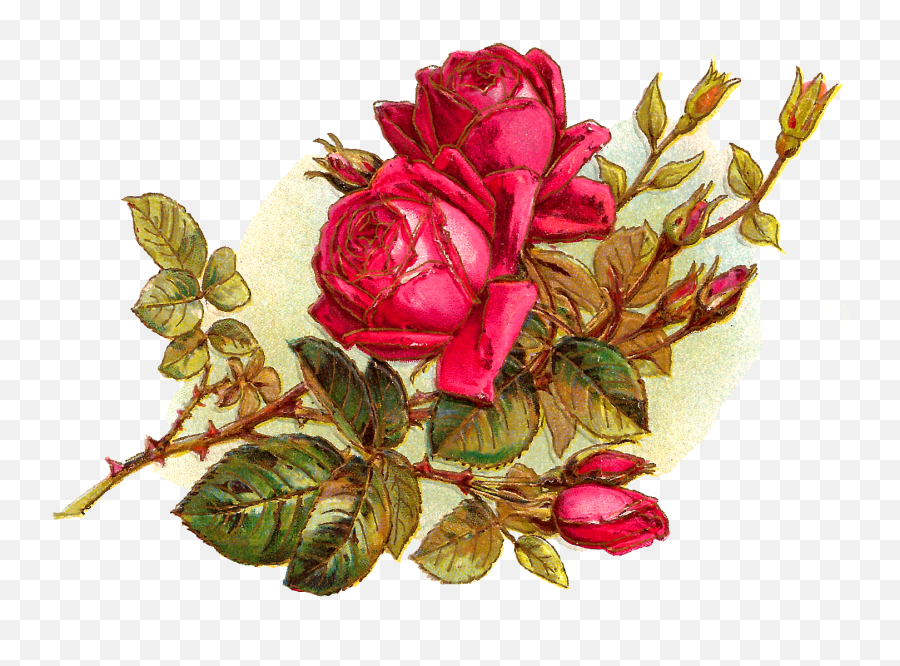 Antique Images Digital Download Free Red Roses Image - Floribunda Png,Red Rose Png