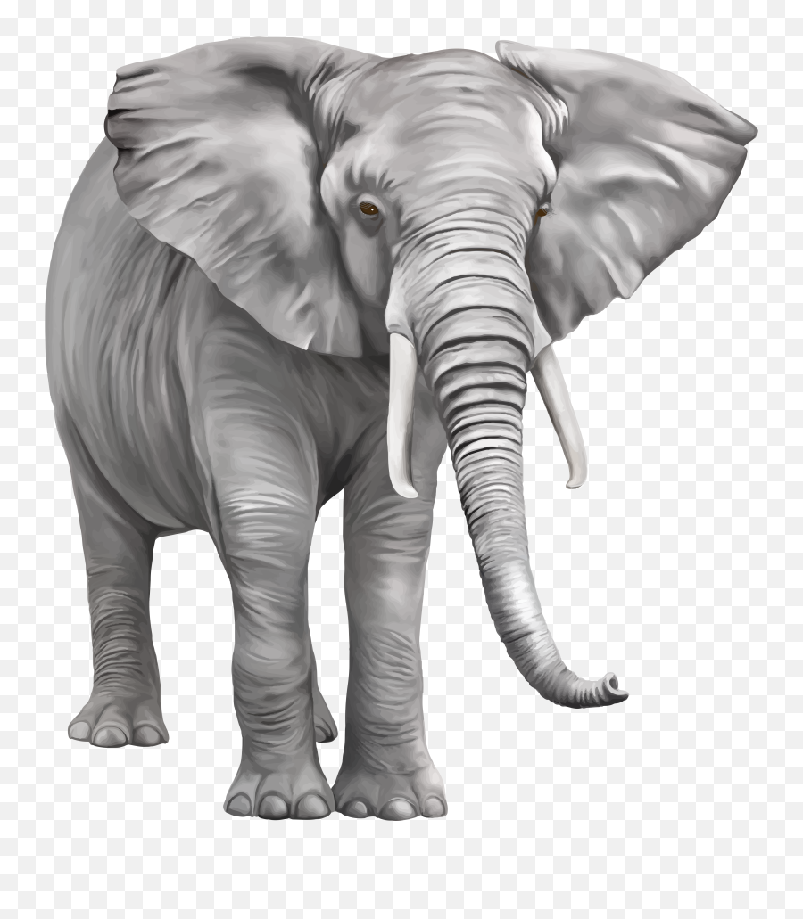 Realistic Elephant Clipart Png Transparent