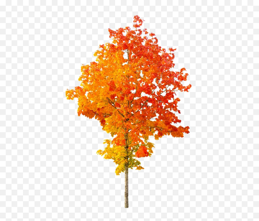 Autumn Tree Png File Mart - Transparent Background Autumn Tree Png,Maple Tree Png