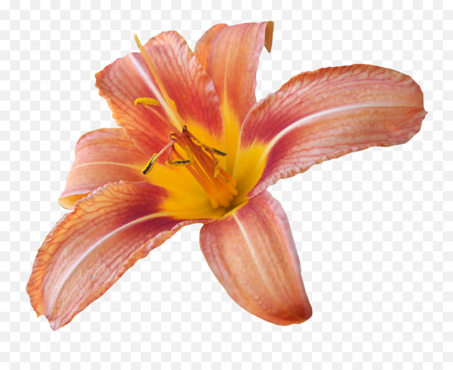 Transparent Background Hq Png Image - Lily Transparent Background,Lily Transparent Background