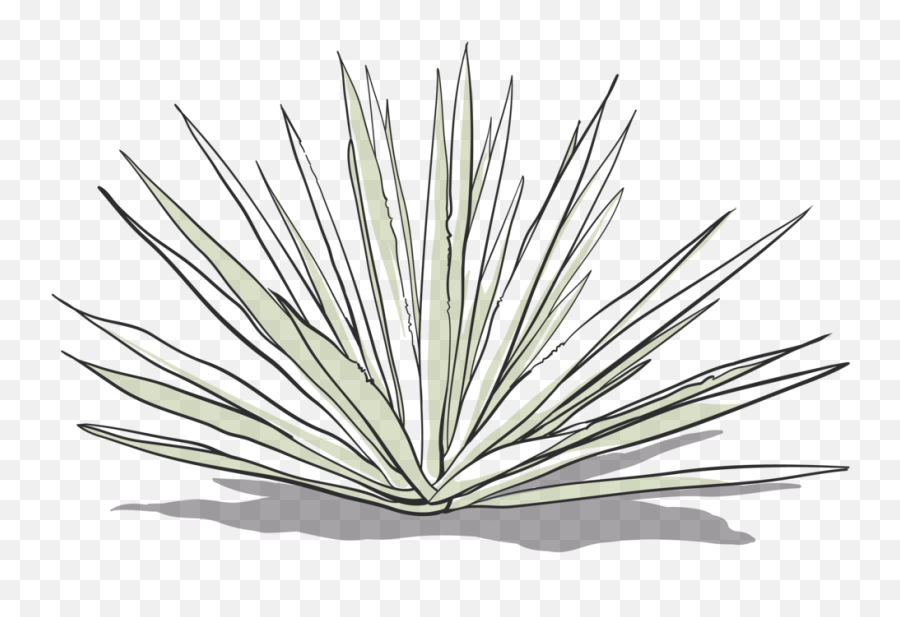 Agave Png - Agave Azul,Agave Png