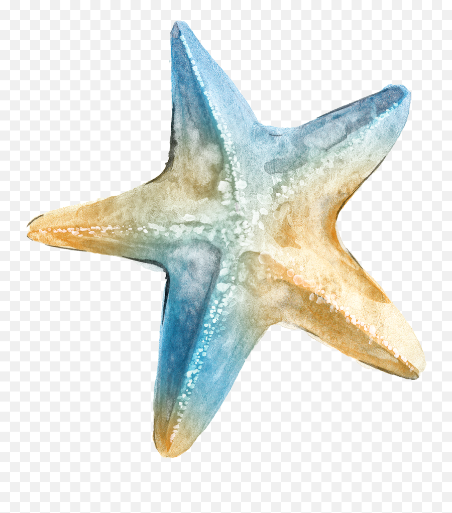Download Logo Ta Clip Art - Transparent Background Sea Star Watercolor Starfish Png,Sea Star Png