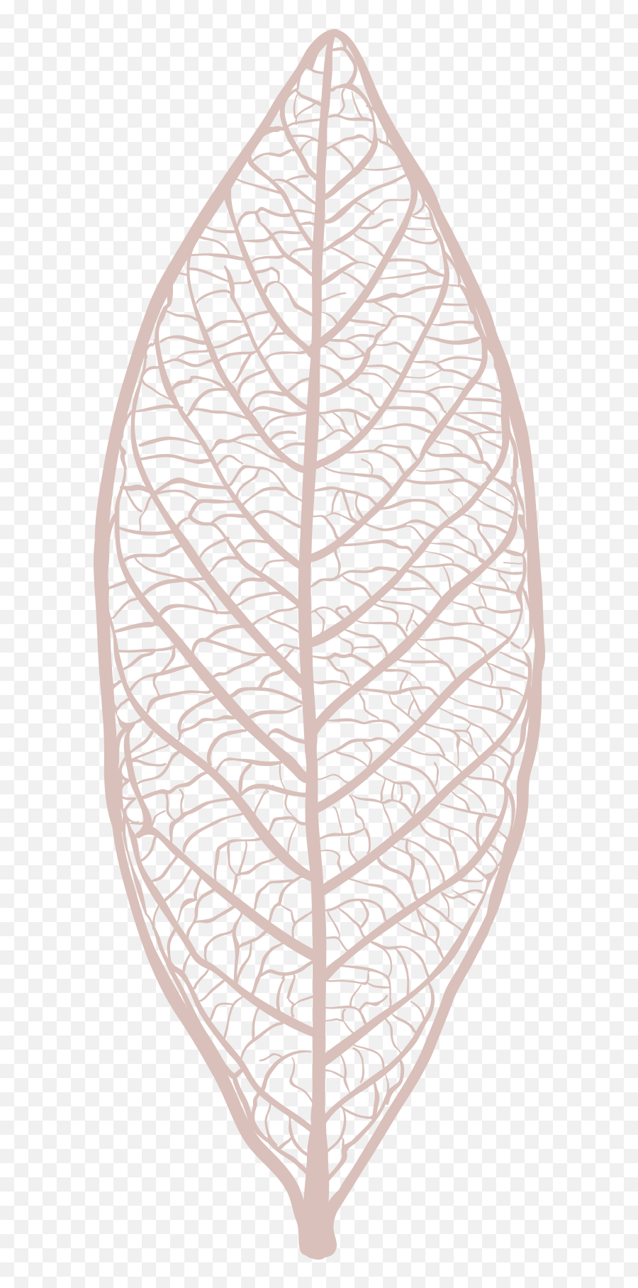 Freebie Hand Drawn Leaf Skeleton Vectors - Tree Png,Leaf Vector Png