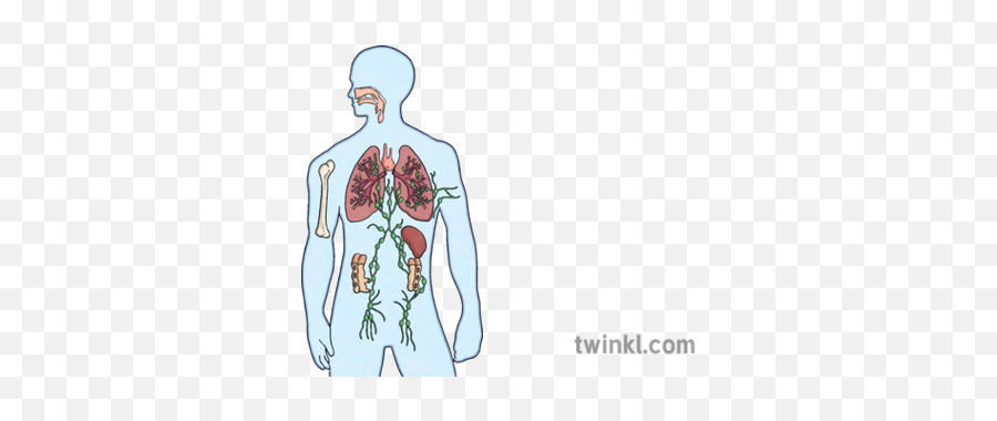Immune System Anatomy Science Biology Human Body Mps Ks2 - Illustration Png,Human Body Png