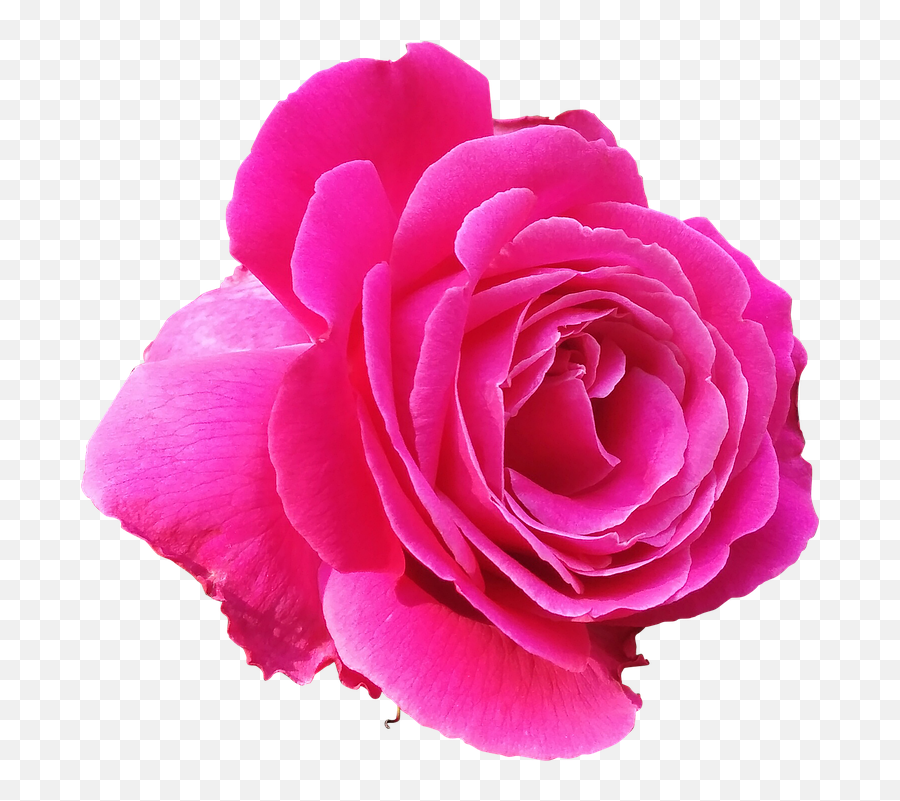 Pink Rose Png Image Transparent Arts - Pink Rose Clipart Png,Pink Roses Png