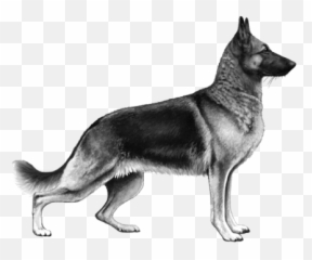German Shepherd Dog Wisdom Panel Uk - German Shepherd Military Transparent Png,German Shepherd Png