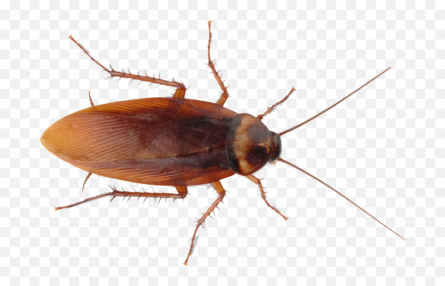 Roach Png Images Free Download - Transparent Cockroach Png,Cockroach Png