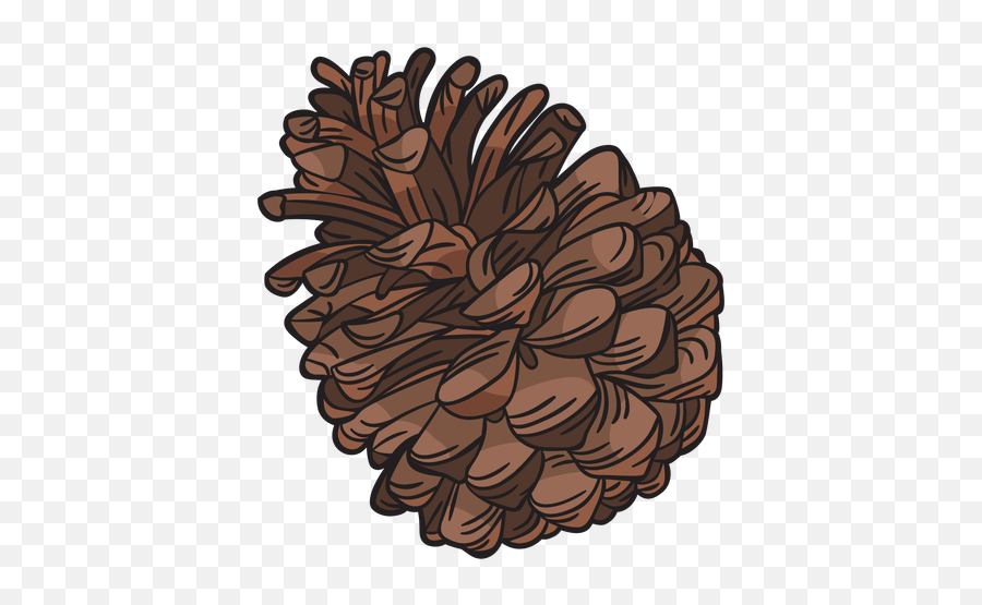 Hand Drawn Pine Cone - Conifer Cone Png,Pinecone Png