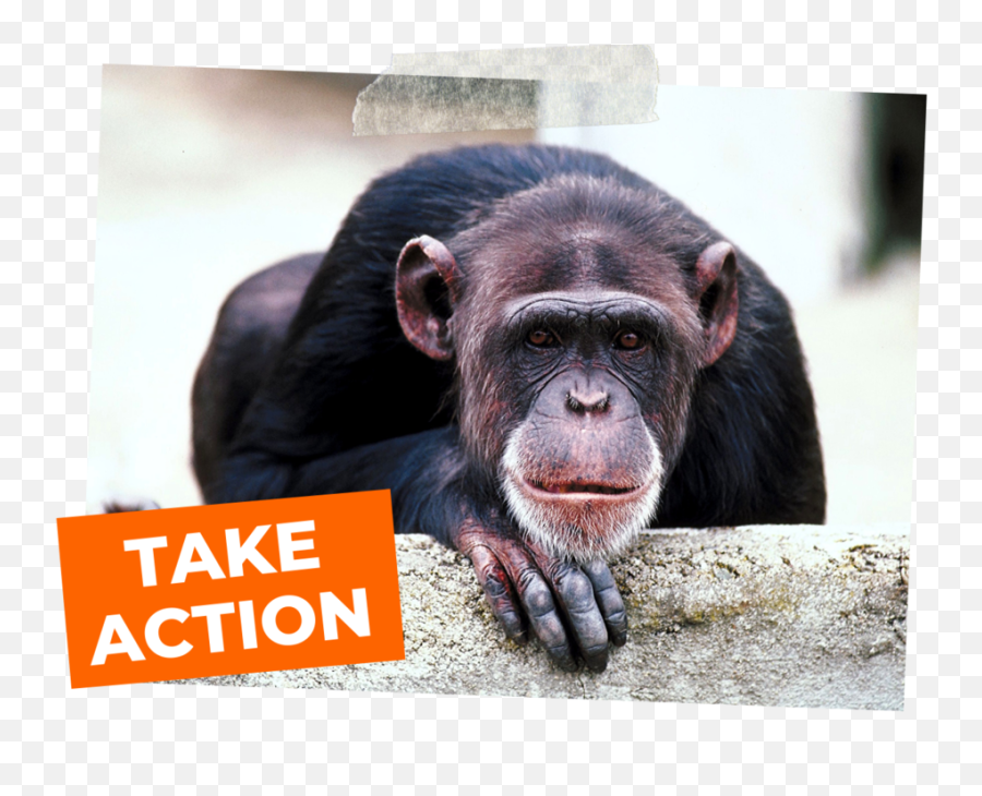 Chimpanzees Denied Promised Sanctuary - Animal Nature Vs Nurture Png,Chimpanzee Png