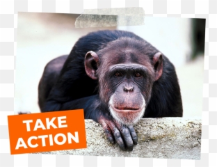 Chimpanzees Denied Promised Sanctuary - Animal Nature Vs Nurture Png,Chimpanzee Png