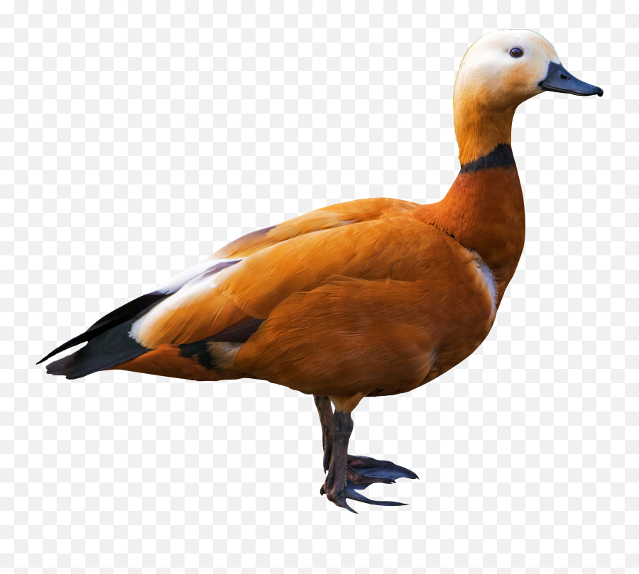 Hummingbird Png Transparent Image - Pngpix Shelduck Png,Hummingbird Png