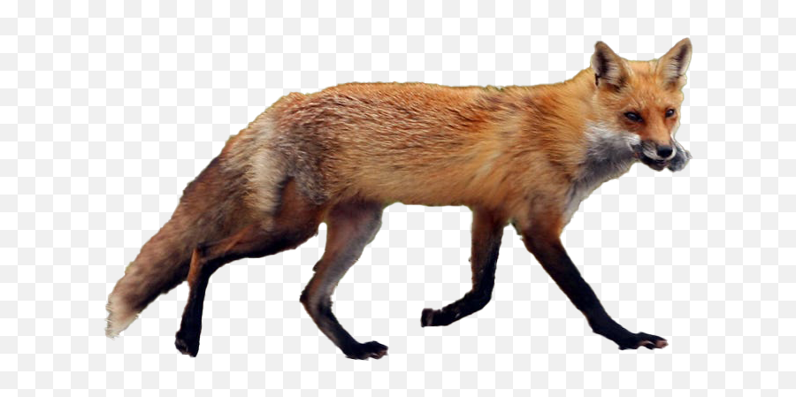 Fox Transparent Image - Red Fox Png,Fox Transparent