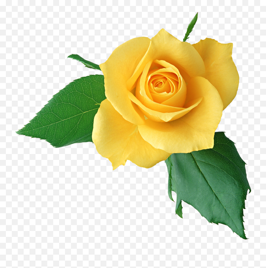 Yellow Rose Png Clipart Mart - Yellow Rose Png Transparent,Rose Png Hd