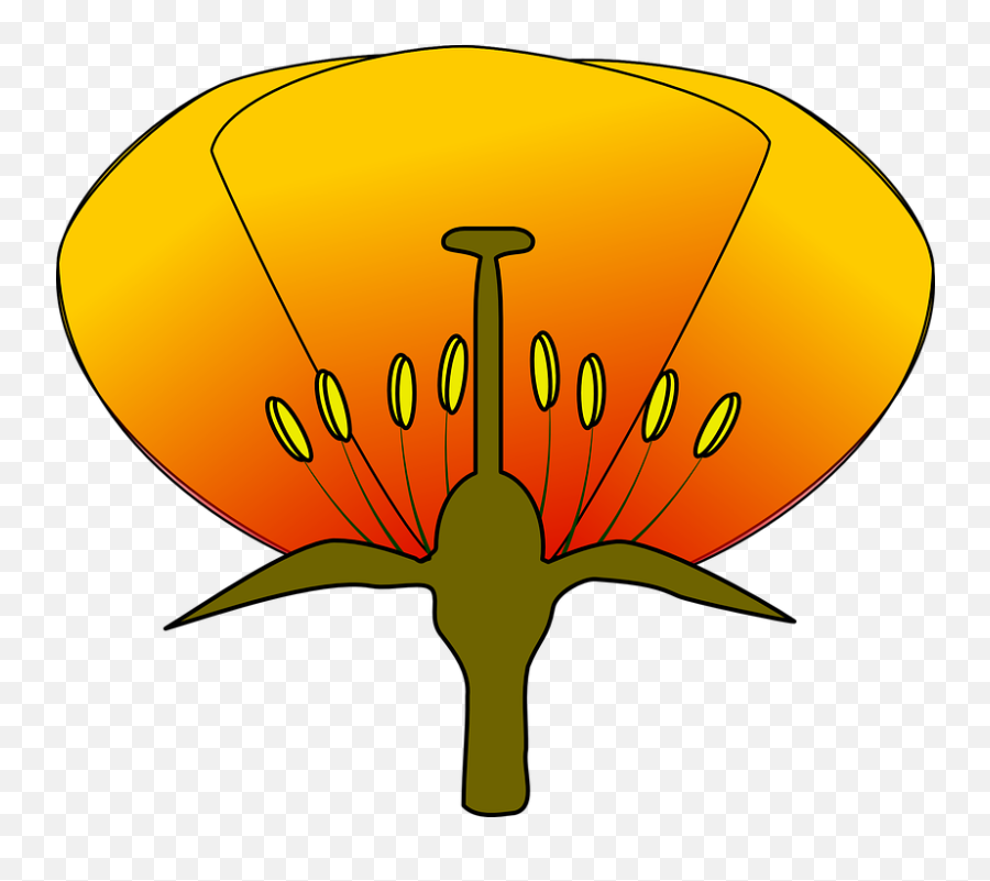 Parts Of A Flower Png Transparent - Diagram Of A Flower Unlabeled,Simple Flower Png