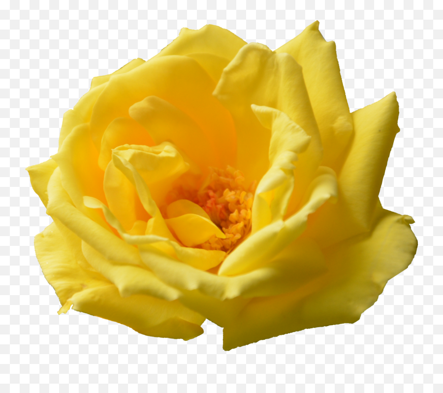 6 Yellow Rose Transparent - Transparent Flower Images Yellow Png,Real Rose Png