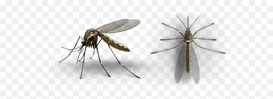Mosquitos Png Mosquito Transparent