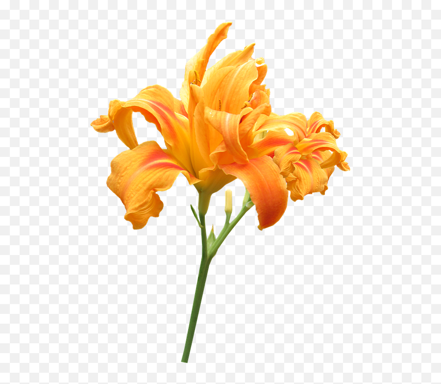 Flower Stem Day Lily - Flowers With Stem Png,Flower Stem Png