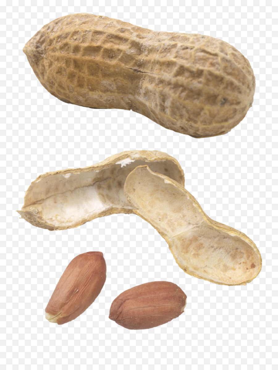 Peanut Png - Fat Peanut,Peanut Transparent