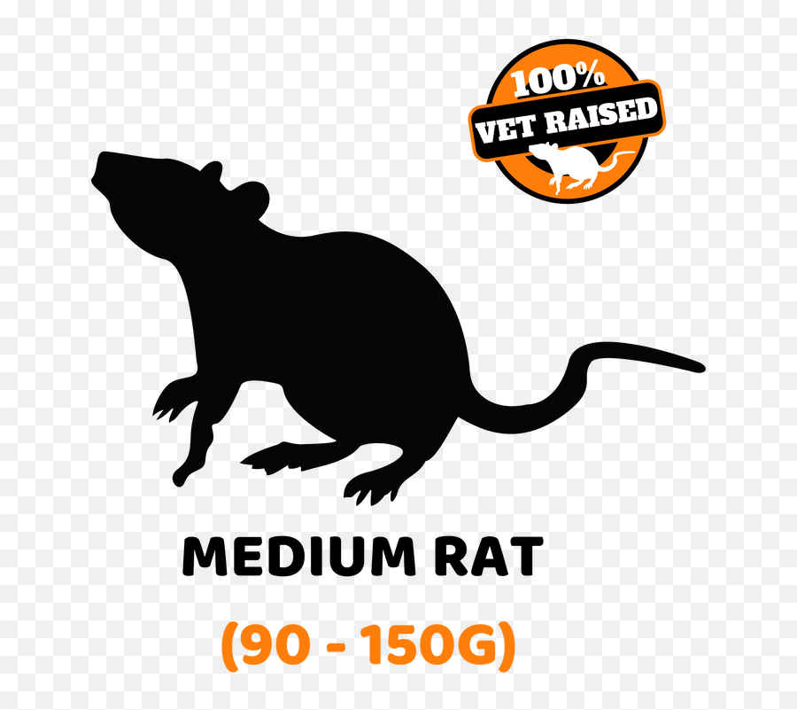 Small Rat 90 - 150g Mouse Png,Rats Png