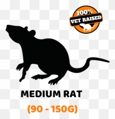 Small Rat 90 - 150g Mouse Png,Rats Png