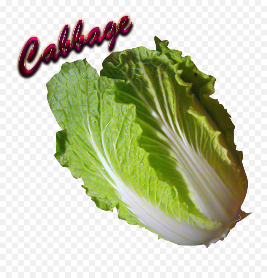 Download Cabbage Png - Cabbage Full Size Png Collard Greens,Cabbage Png