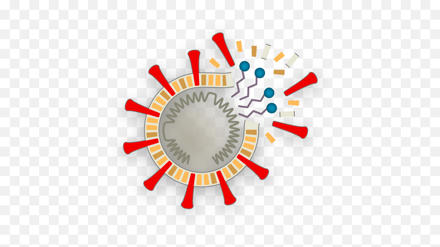 How Coronavirus Hijacks Your Cells - The New York Times Soap Works On Coronavirus Png,Dead Cells Logo