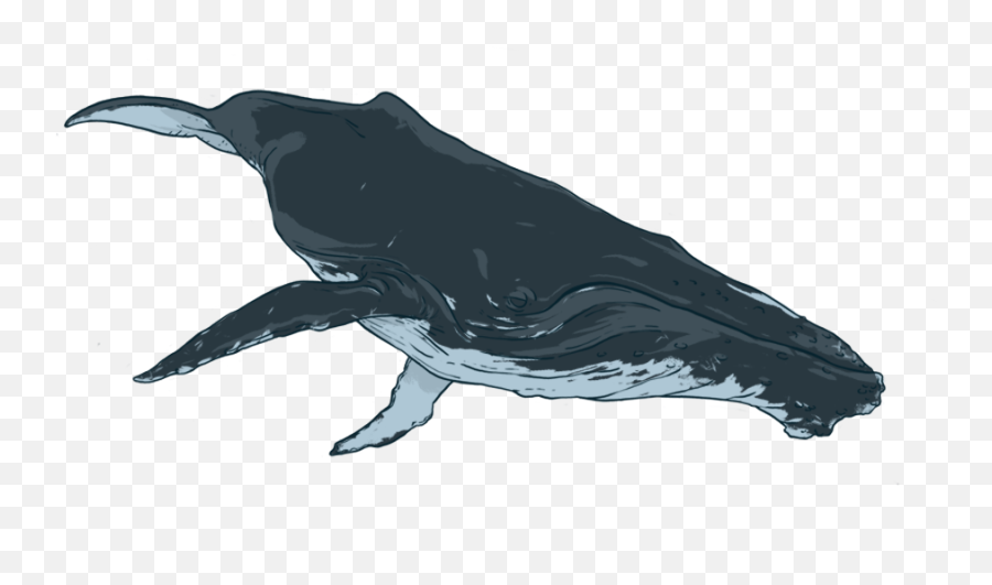 Killer Whale Humpback Printmaking Baleen - Whale Watercolor Humpback Whale Drawing Png,Humpback Whale Png
