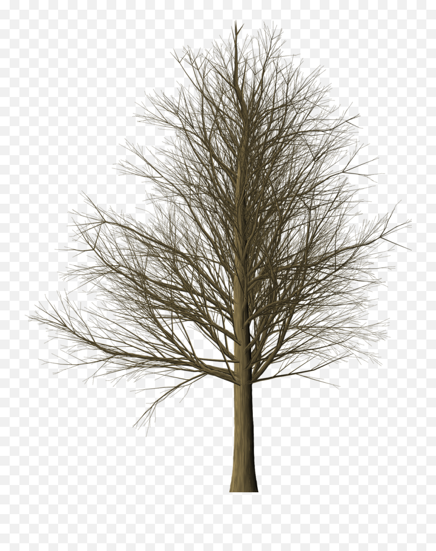 Download Free Photo Of Treebranchesleaflessisolated - Albero Png,Bare Tree Png
