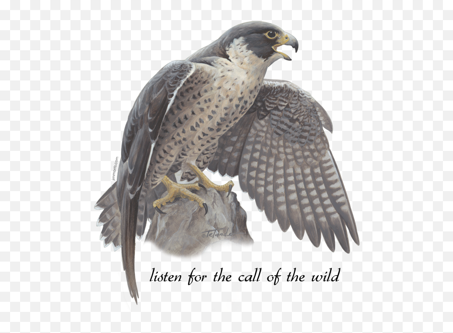 Download Peregrine Falcon - Falcon Png,Falcon Png