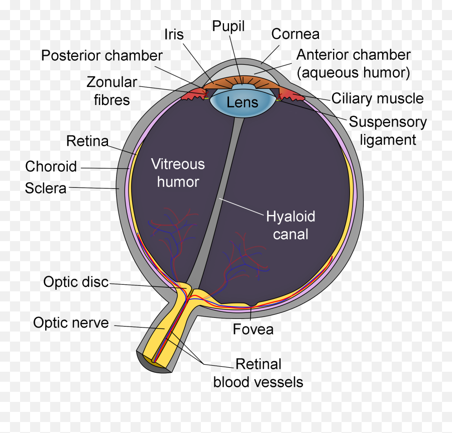 Lens - Diagram Of The Eye Png,Light Eyes Png