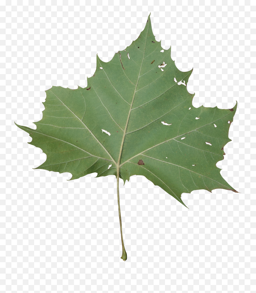 Sycamore Tree Leaf Png Transparent Leafpng - Maple Leaf,Maple Tree Png