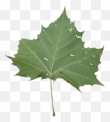 Sycamore Tree Leaf Png Transparent Leafpng - Maple