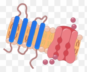 Smart - Servier Medical Art Clip Art Png,Png Clip Art