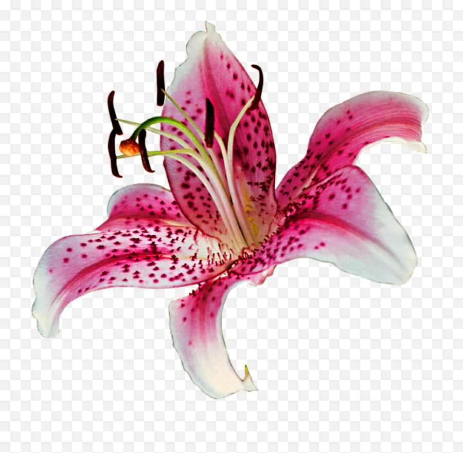 Lily Transparent Background Png - Stargazer Lily Png,Lily Transparent Background