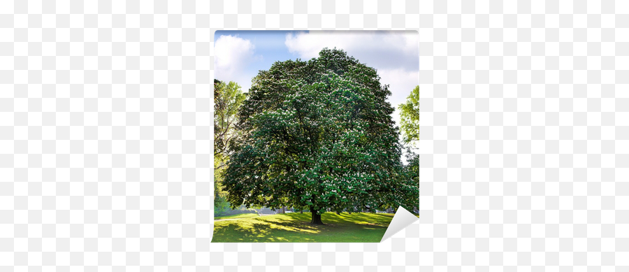 Park Group Of Trees - American Holly Png,Group Of Trees Png