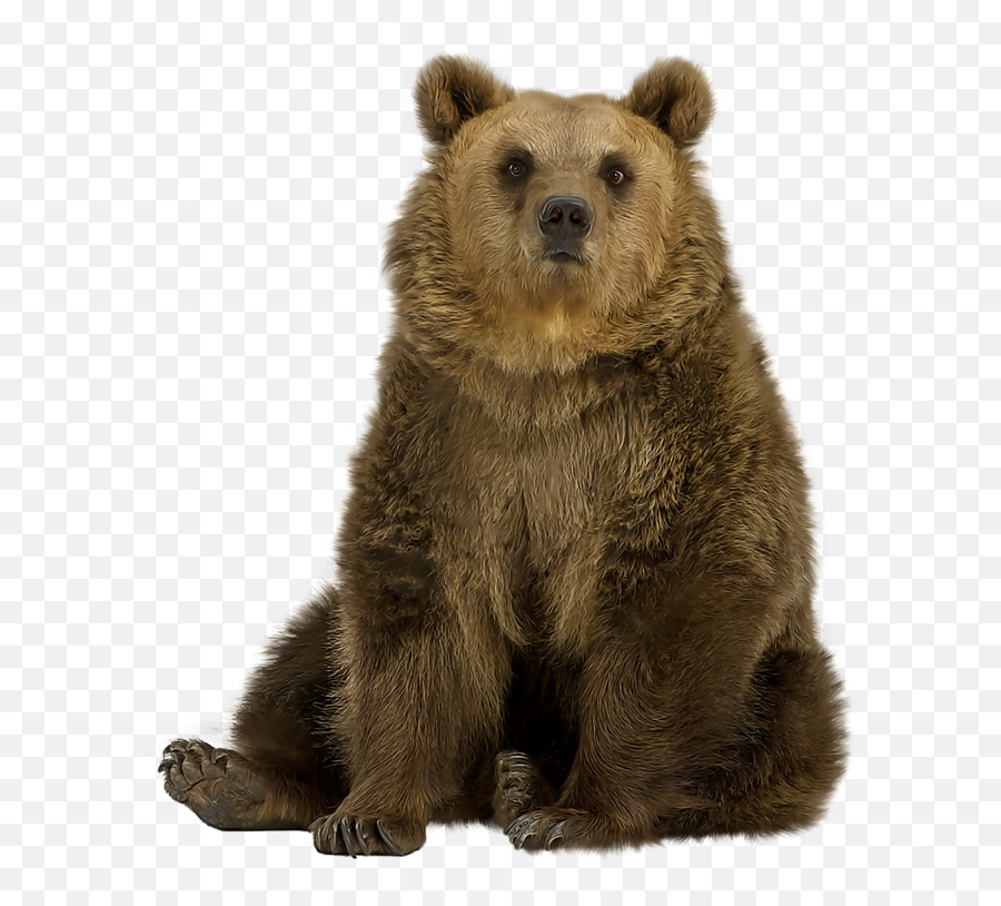 Brown Bear Png Pic - Bear Transparent,Brown Bear Png