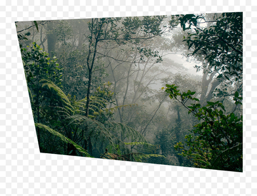 Forestwise - Deforestation Different Types Of Rainforest Png,Rainforest Png
