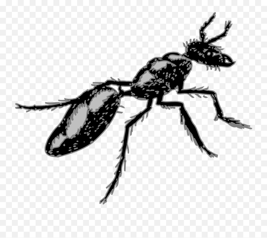 Legs Clipart Ant - Segmented Body Insect Png Download Insects With Segmented Bodies,Ants Png